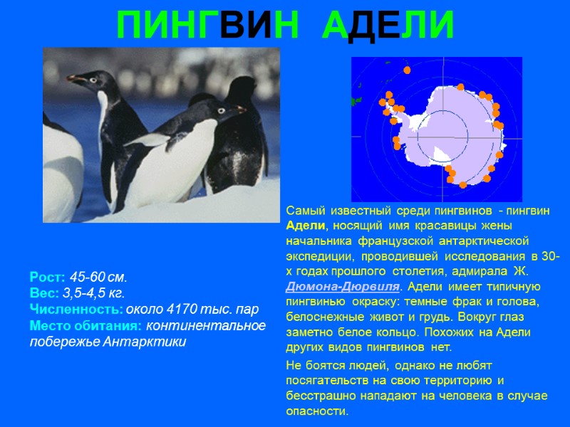 ПИНГВИН  АДЕЛИ Рост: 45-60 см. Вес: 3,5-4,5 кг. Численность: около 4170 тыс. пар